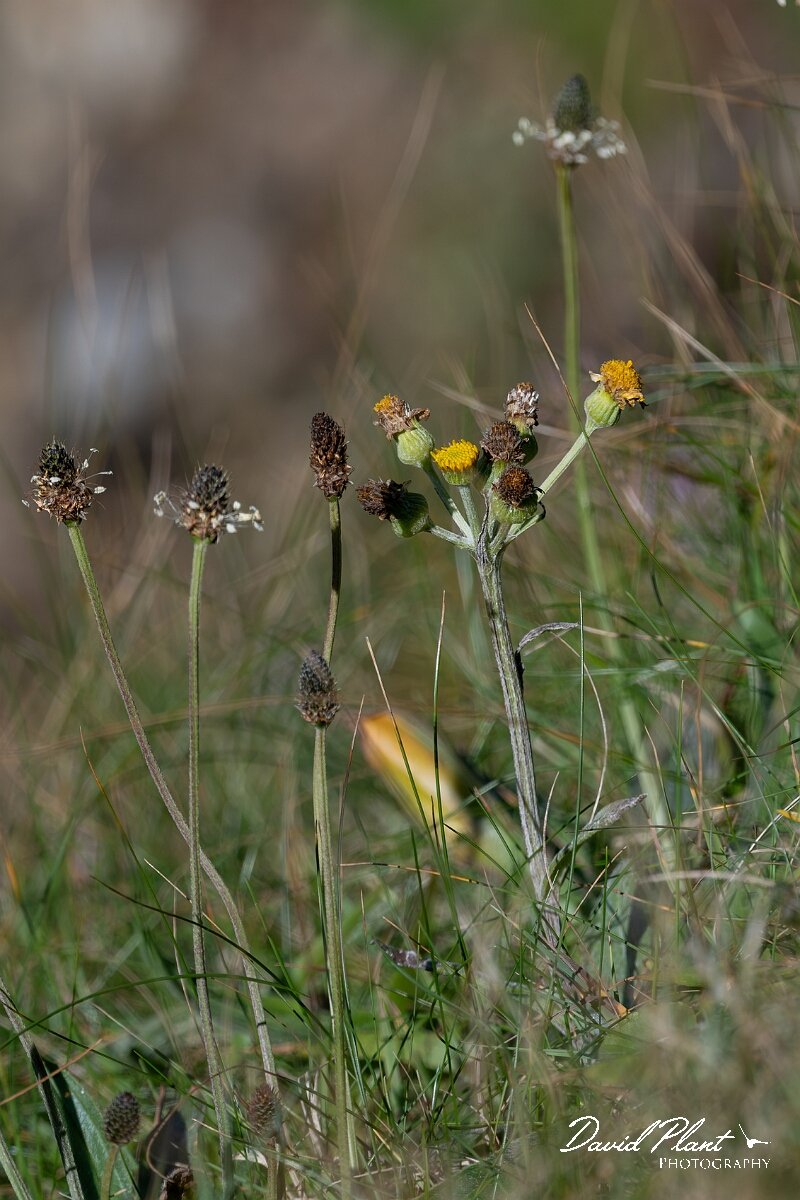 David Plant Photography - Wildlife Photography - Spathulate fleawort, Tephroseris integrifoli - C.jpg - South Stack fleawort, Tephroseris integrifolia  integrifolia - Angelsey