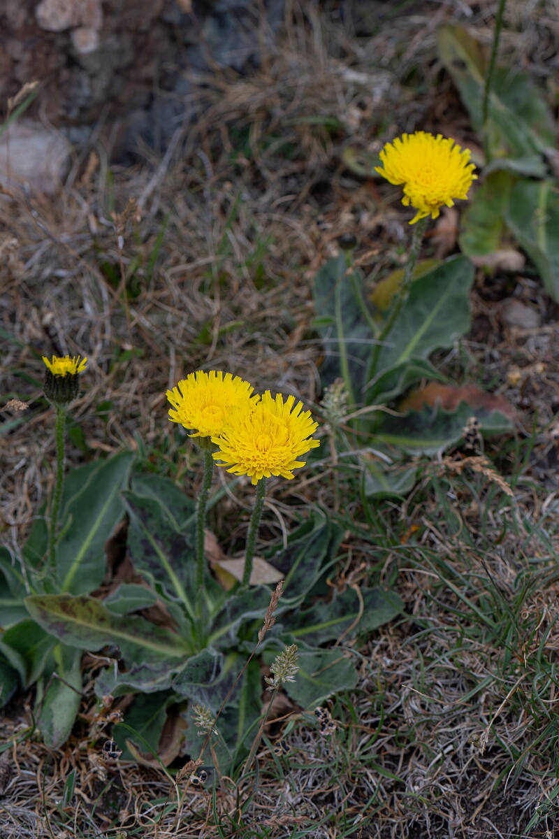 David Plant Photography - Wildlife Photography - Spotted catsear - C.jpg - Spotted catsear - Cornwall