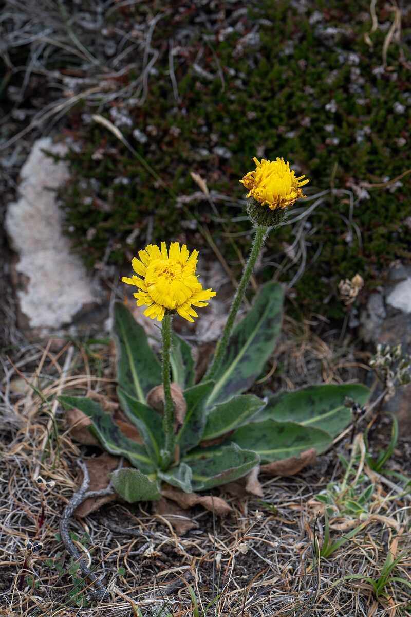 David Plant Photography - Wildlife Photography - Spotted catsear - E.jpg - Spotted catsear - Cornwall