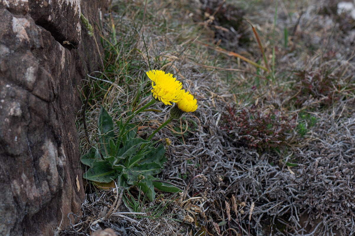 David Plant Photography - Wildlife Photography - Spotted catsear - F.jpg - Spotted catsear - Cornwall