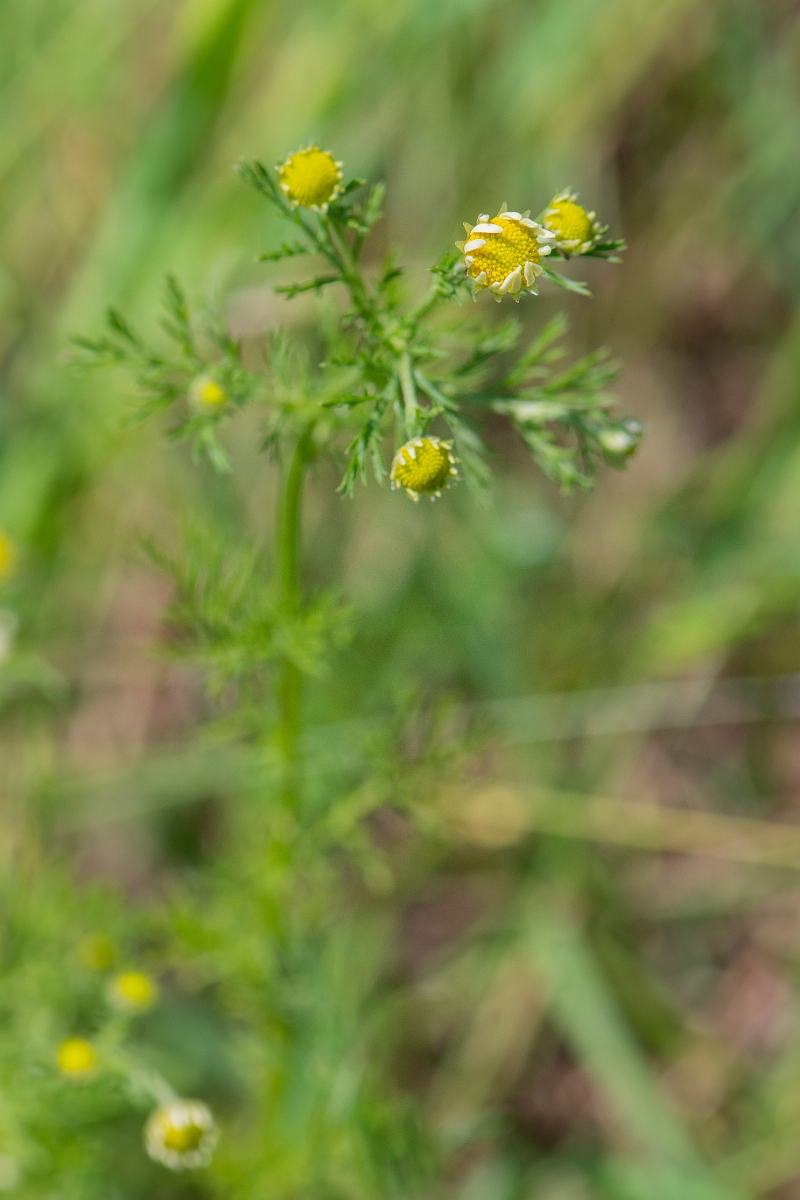 David Plant Photography - Wildlife Photography - Stinking chamomile - A.JPG - Stinking chamomile - Somerset
