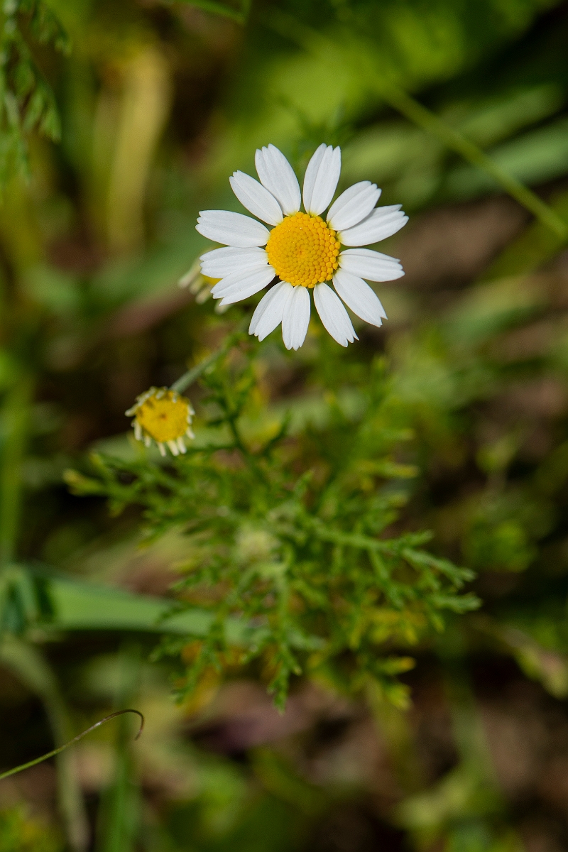 David Plant Photography - Wildlife Photography - Stinking chamomile - B.JPG - Stinking chamomile - Somerset