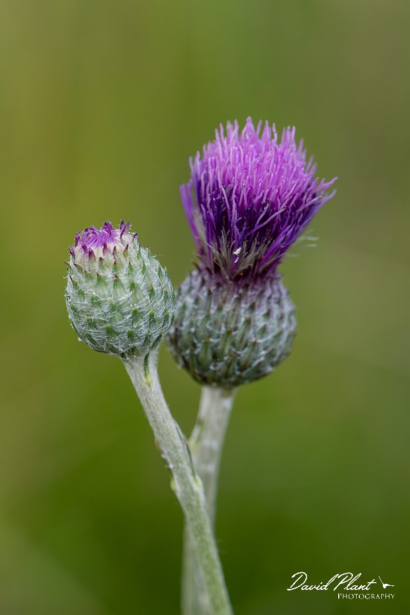 David Plant Photography - Wildlife Photography - Tuberous thistle - B.jpg - Tuberous thistle, Cirsium tuberosum, flowerhead - Wiltshire