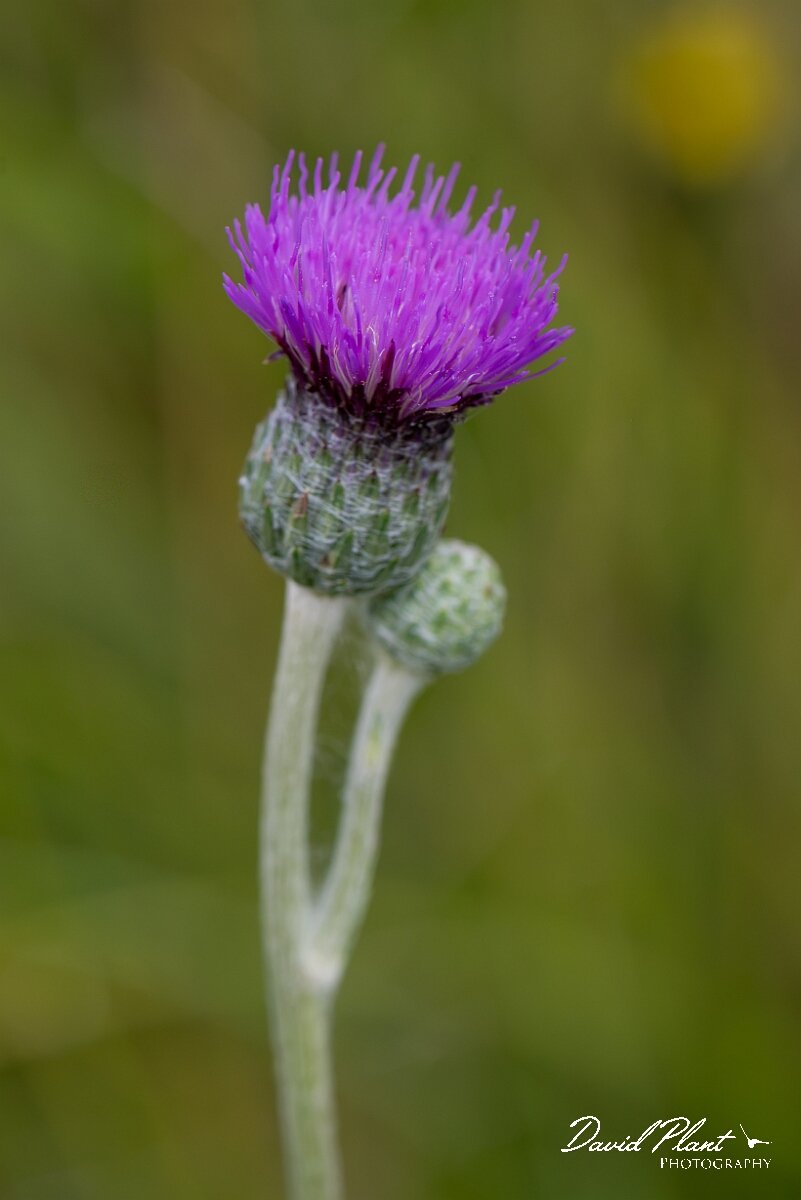 David Plant Photography - Wildlife Photography - Tuberous thistle - C.jpg - Tuberous thistle, Cirsium tuberosum, flowerhead - Wiltshire