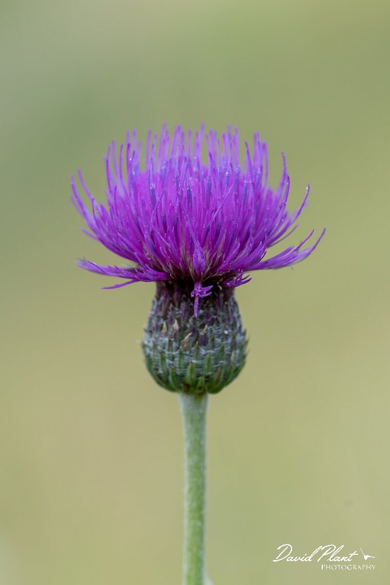 David Plant Photography - Wildlife Photography - Tuberous thistle - D.jpg - Tuberous thistle, Cirsium tuberosum, flowerhead - Wiltshire