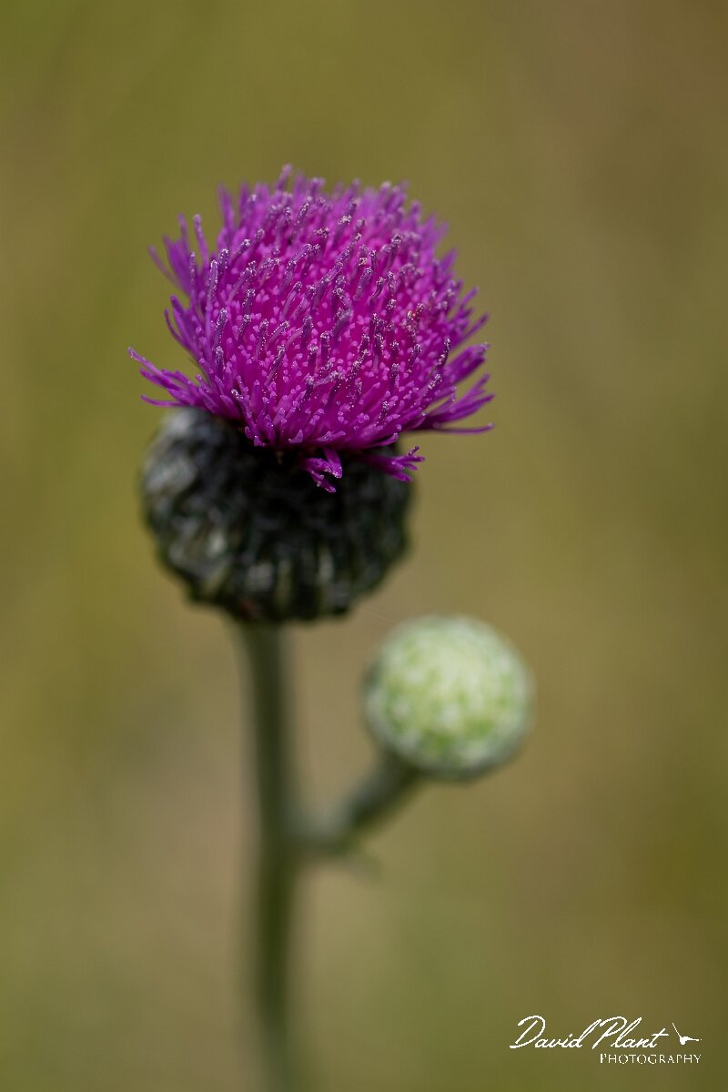 David Plant Photography - Wildlife Photography - Tuberous thistle - F.jpg - Tuberous thistle, Cirsium tuberosum, flowerhead - Wiltshire