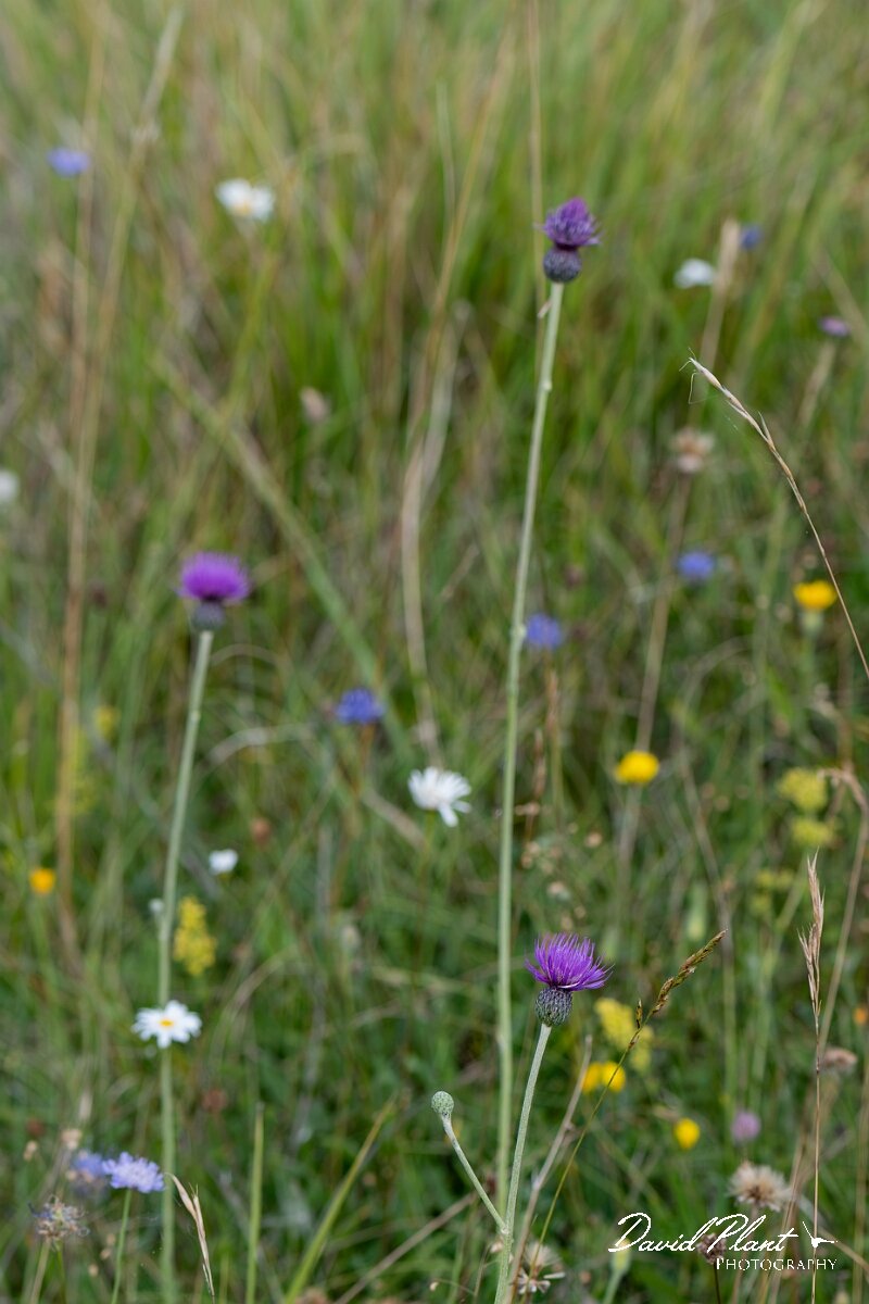 David Plant Photography - Wildlife Photography - Tuberous thistle - G.jpg - Tuberous thistle, Cirsium tuberosum, plant - Wiltshire