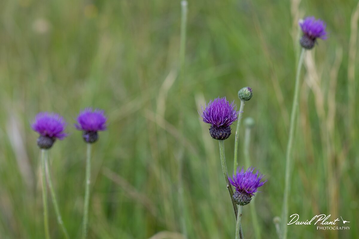 David Plant Photography - Wildlife Photography - Tuberous thistle - H.jpg - Tuberous thistle, Cirsium tuberosum, flowerheads - Wiltshire