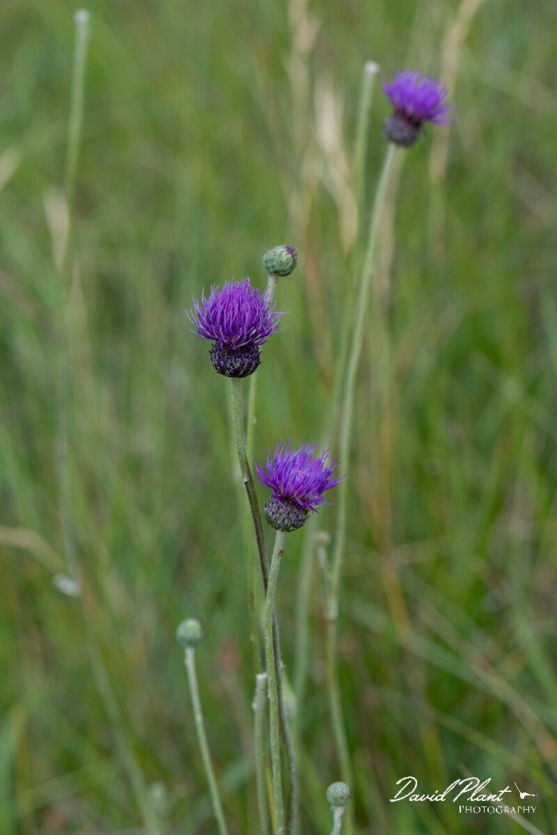David Plant Photography - Wildlife Photography - Tuberous thistle - I.jpg - Tuberous thistle, Cirsium tuberosum, plant - Wiltshire