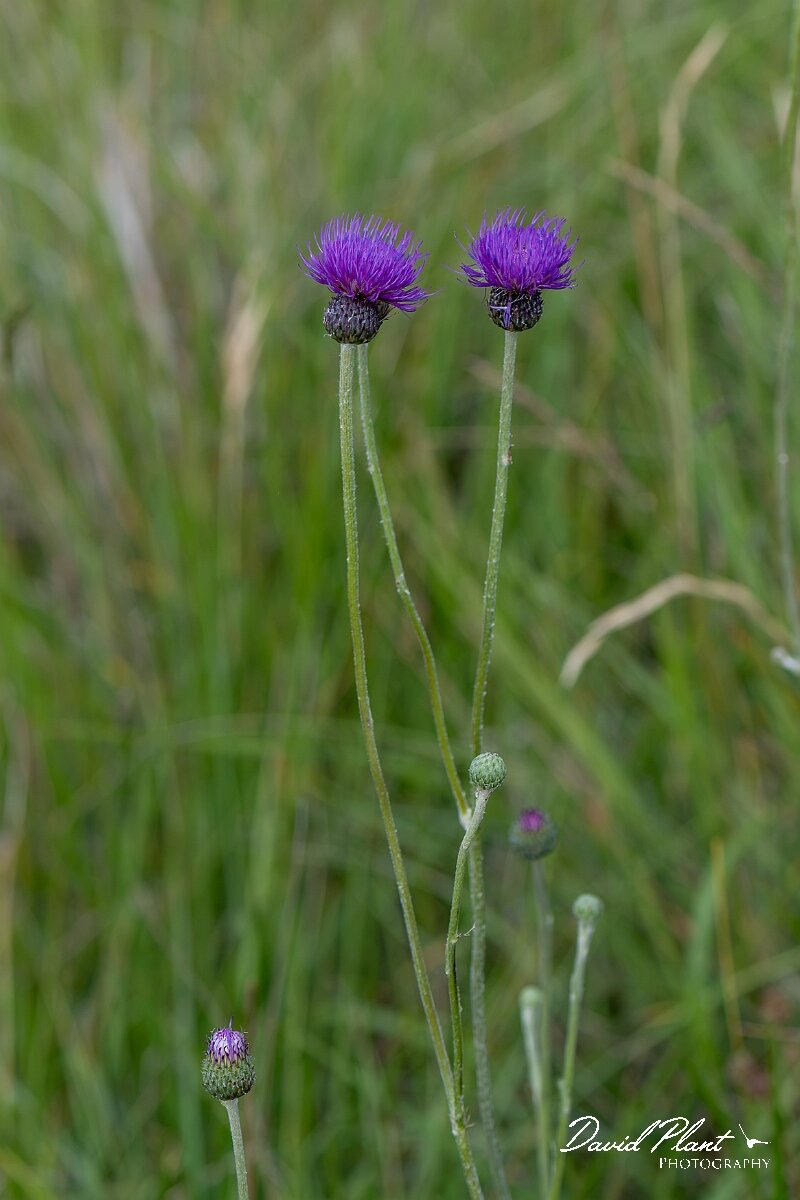 David Plant Photography - Wildlife Photography - Tuberous thistle - J.jpg - Tuberous thistle, Cirsium tuberosum, plant - Wiltshire