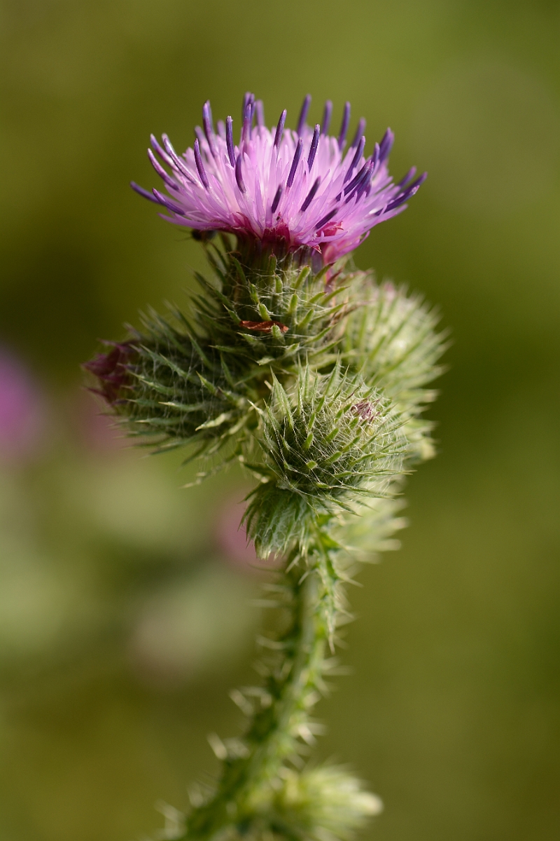 David Plant Photography - Wildlife Photography - Welted thistle - D.jpg - Welted thistle flower - Cambridgeshire