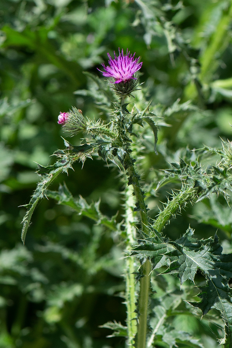 David Plant Photography - Wildlife Photography - Welted thistle - E.JPG - Welted thistle - Suffolk