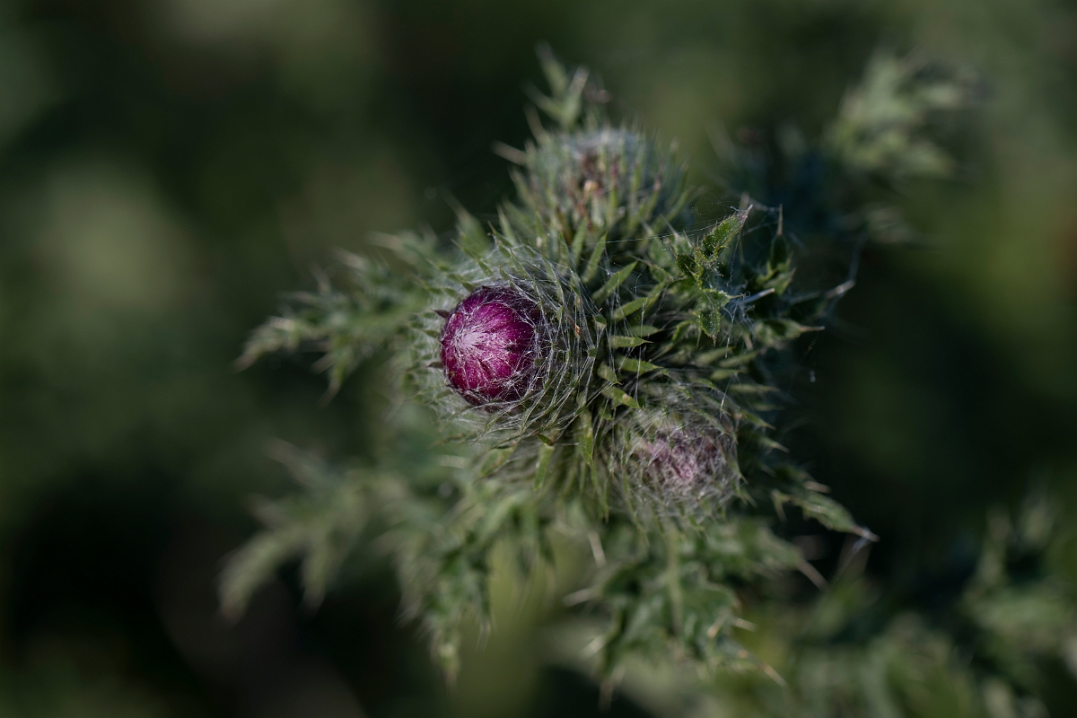 David Plant Photography - Wildlife Photography - Welted thistle - J.JPG - Welted thistle - Hertfordshire