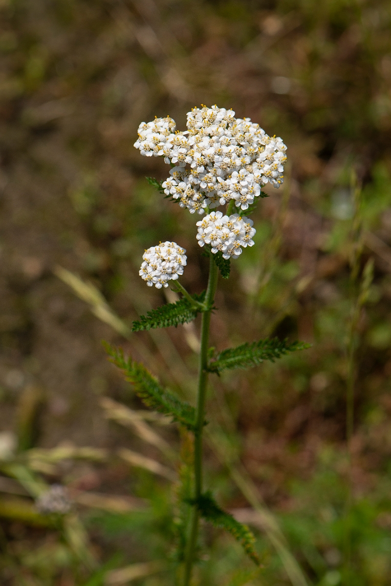 David Plant Photography - Wildlife Photography - Yarrow - A.JPG - Yarrow - Oxfordshire
