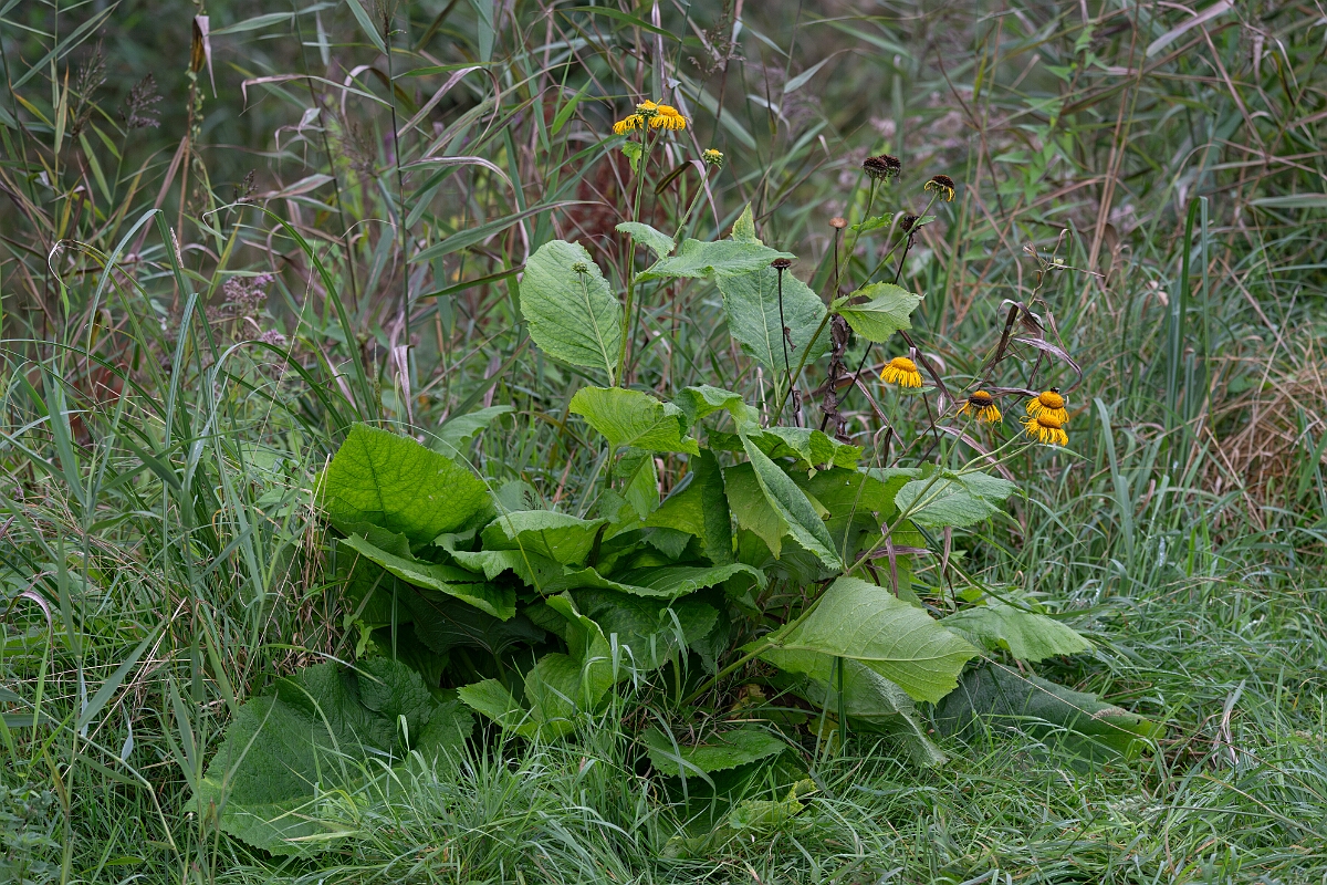 David Plant Photography - Wildlife Photography - Yellow oxeye, Telekia speciosa - B.jpg - Yellow oxeye - Cambridgeshire