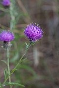 David Plant Photography - Wildlife Photography - Chalk knapweed - A