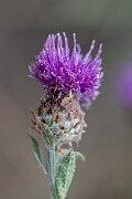 David Plant Photography - Wildlife Photography - Chalk knapweed - B
