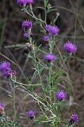 David Plant Photography - Wildlife Photography - Chalk knapweed - C