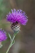 David Plant Photography - Wildlife Photography - Chalk knapweed - D