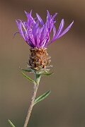 David Plant Photography - Wildlife Photography - Chalk knapweed - E