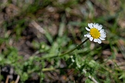 David Plant Photography - Wildlife Photography - Chamomile - B