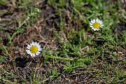 David Plant Photography - Wildlife Photography - Chamomile - C