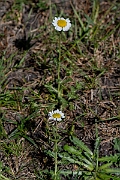 David Plant Photography - Wildlife Photography - Chamomile - E