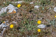 David Plant Photography - Wildlife Photography - Common catsear - C