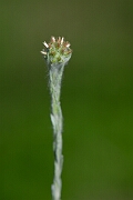 David Plant Photography - Wildlife Photography - Common cudweed - C