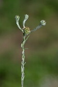 David Plant Photography - Wildlife Photography - Common cudweed - E