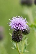 David Plant Photography - Wildlife Photography - Creeping thistle - D