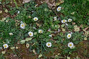 David Plant Photography - Wildlife Photography - Daisy - D