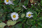 David Plant Photography - Wildlife Photography - Daisy - E