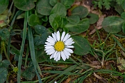 David Plant Photography - Wildlife Photography - Daisy - F