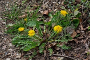 David Plant Photography - Wildlife Photography - Dandelion - E