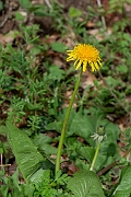 David Plant Photography - Wildlife Photography - Dandelion - F