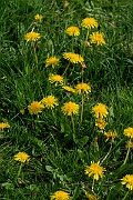 David Plant Photography - Wildlife Photography - Dandelion - G