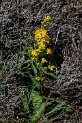David Plant Photography - Wildlife Photography - Goldenrod - F