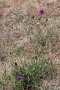 David Plant Photography - Wildlife Photography - Greater knapweed - B