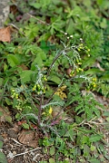 David Plant Photography - Wildlife Photography - Groundsel - D