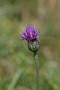 David Plant Photography - Wildlife Photography - Meadow thistle - H
