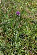 David Plant Photography - Wildlife Photography - Meadow thistle - I