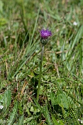 David Plant Photography - Wildlife Photography - Meadow thistle - J