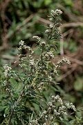 David Plant Photography - Wildlife Photography - Mugwort - D