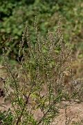 David Plant Photography - Wildlife Photography - Mugwort - E