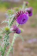 David Plant Photography - Wildlife Photography - Musk thistle - C