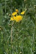 David Plant Photography - Wildlife Photography - Perennial sow-thistle - B