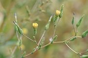 David Plant Photography - Wildlife Photography - Prickly lettuce - B