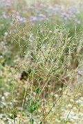 David Plant Photography - Wildlife Photography - Prickly lettuce - C