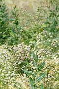 David Plant Photography - Wildlife Photography - Prickly lettuce - D